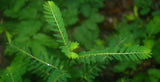 Break It Up! Stone Eliminator + Kidney, Gallstone & Liver Support* - Natura Petz Organics
 - 11